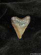 Small Megalodon Shark Tooth #566-1